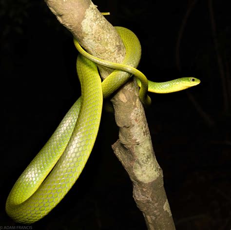 香港蛇|香港後棱蛇 — HongKongSnakeID.com